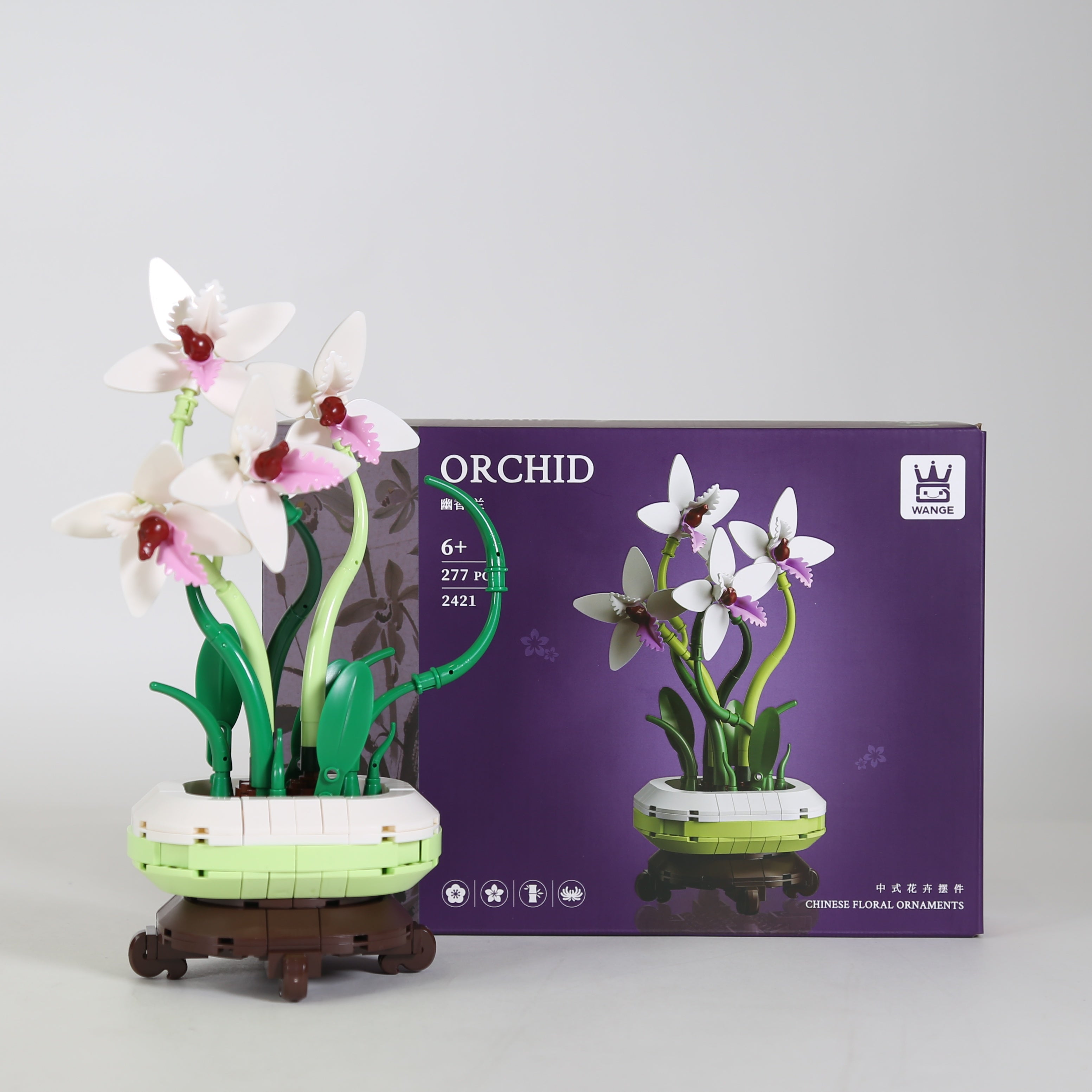 Elegant Orchid in Pot